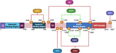 Beyond Protein Synthesis; The Multifaceted Roles of Tuberin in Cell Cycle Regulation